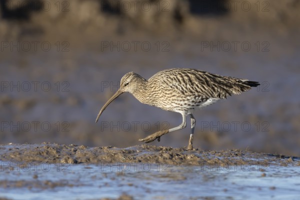 Eurasian curlew (Numenius arquata) adult wading bird walking on a mudflat, England, United Kingdom