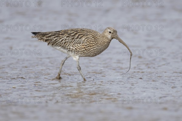 Eurasian curlew (Numenius arquata) adult wading bird with a lugworm for food in its beak on a mudflat, England, United Kingdom