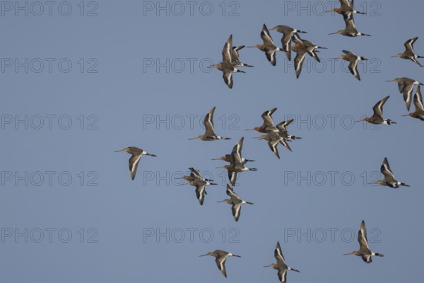 Black tailed godwit (Limosa limosa) adult wading birds flying in a flock, England, United Kingdom