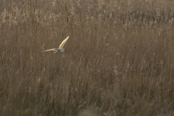Barn owl (Tyto alba) adult bird in flight hunting over marshland, England, United Kingdom