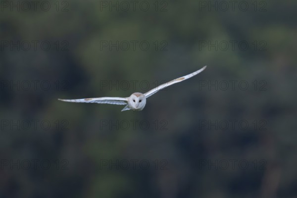 Barn owl (Tyto alba) adult bird flying, England, United Kingdom