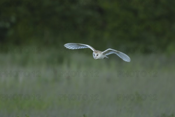 Barn owl (Tyto alba) adult bird in flight hunting over countryside, England, United Kingdom