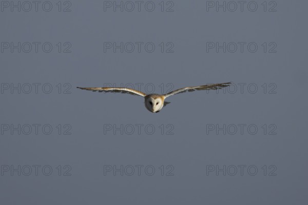 Barn owl (Tyto alba) adult bird in flight, England, United Kingdom