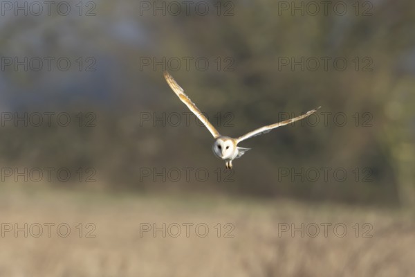 Barn owl (Tyto alba) adult bird in flight hunting over a farmland field, England, United Kingdom