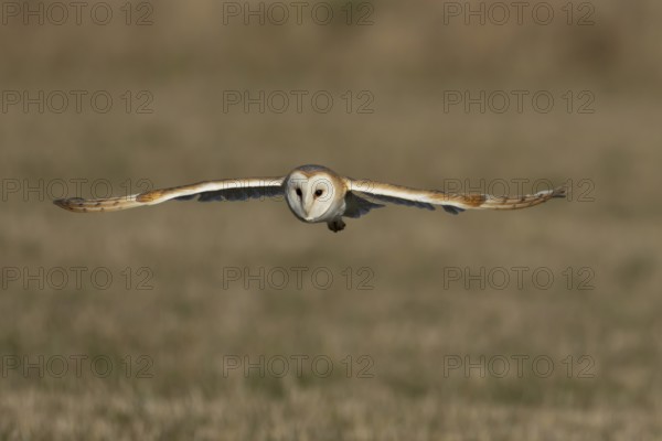 Barn owl (Tyto alba) adult bird in flight over a farmland field, England, United Kingdom