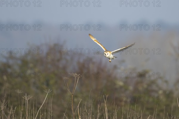 Barn owl (Tyto alba) adult bird in flight hunting in the countryside, England, United Kingdom