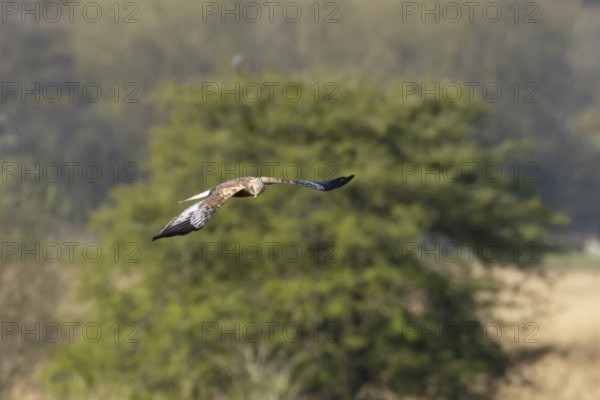 Marsh harrier (Circus aeruginosus) adult bird of prey flying, England, United Kingdom