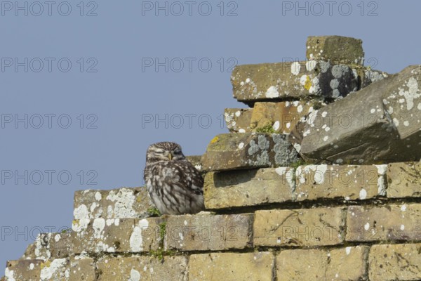 Little owl (Athene noctua) adult bird sleeping on an old brick building, England, United Kingdom