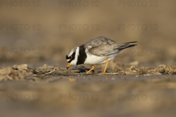 Ringed plover (Charadrius hiaticula) adult wading bird feeding on a beach, England, United Kingdom