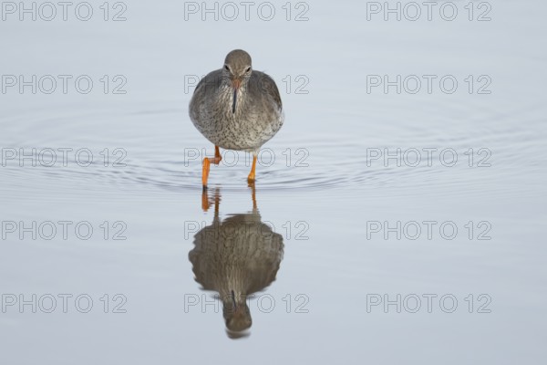 Common redshank (Tringa totanus) adult wading bird in water of a shallow lagoon, England, United Kingdom
