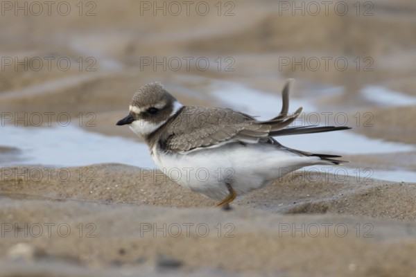 Ringed plover (Charadrius hiaticula) juvenile wading bird on a beach, England, United Kingdom