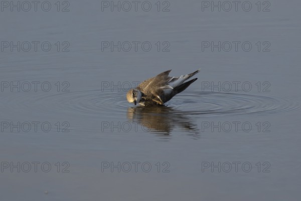 Little ringed plover (Charadrius dubius) adult wading bird bathing in water of a shallow coastal lagoon, England, United Kingdom