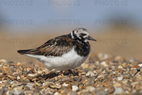 Ruddy turnstone (Arenaria interpres) adult wading bird in summer plumage on a shingle beach, England, United Kingdom