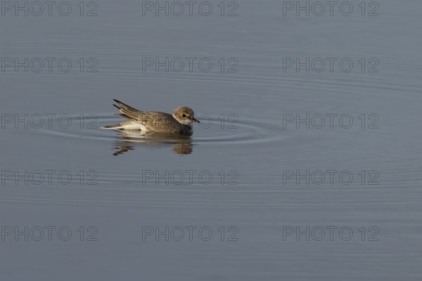 Little ringed plover (Charadrius dubius) adult wading bird in water of a shallow coastal lagoon, England, United Kingdom