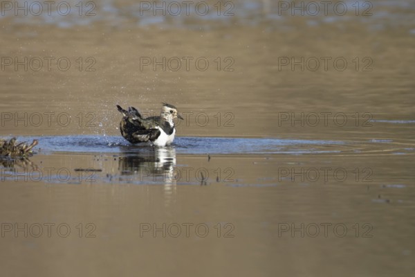 Northern lapwing (Vanellus vanellus) adult wading bird bathing in water of a shallow lagoon, England, United Kingdom