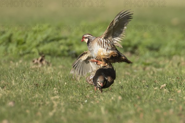Red legged partridge (Alectoris rufa) two adult game birds fighting on grassland, England, United Kingdom