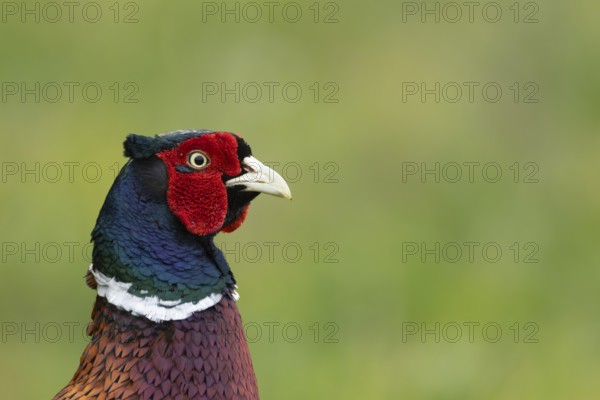 Common or Ringed pheasant (Phasianus colchicus) adult male game bird head portrait, England, United Kingdom