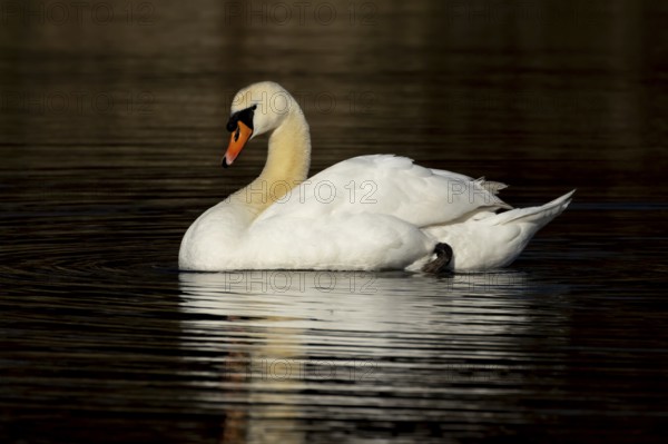 Mute swan (Cygnus olor) adult bird on a lake, England, United Kingdom