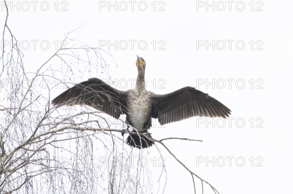 Great cormorant (Phalacrocorax carbo) adult bird drying its wings perched on a tree branch, England, United Kingdom