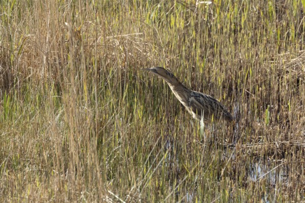 Great or Eurasian bittern (Botaurus stellaris) adult bird in a reedbed, England, United Kingdom