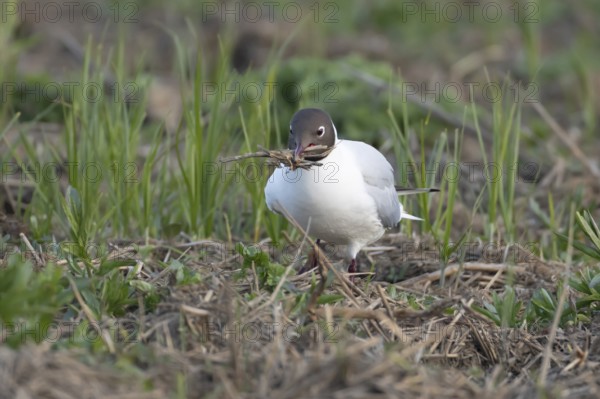Black headed gull (Chroicocephalus ridibundus) adult bird collecting twigs for nesting material in the spring, England, United Kingdom
