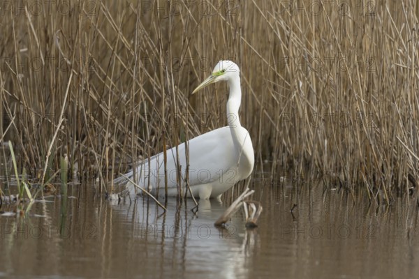 Great white egret (Ardea alba) adult bird in water on the edge of a reedbed, England, United Kingdom
