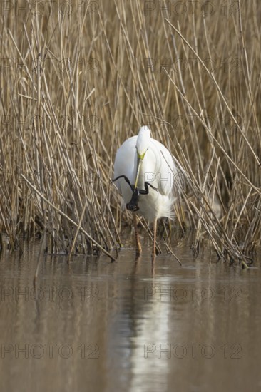 Great white egret (Ardea alba) adult bird in water on the edge of a reedbed with a frog for food in its beak in spring, England, United Kingdom