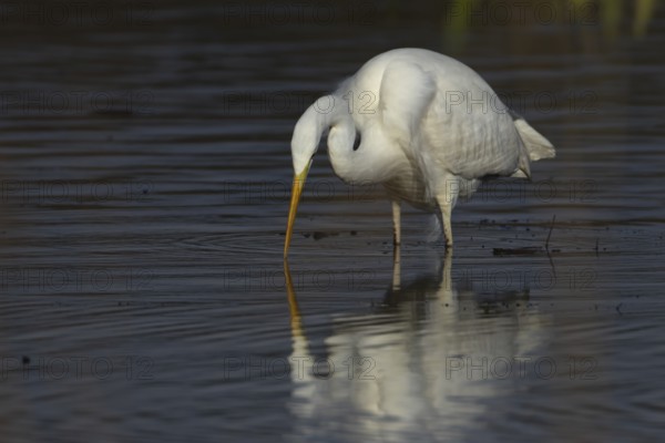 Great white egret (Ardea alba) adult bird in shallow water of a lake, England, United Kingdom