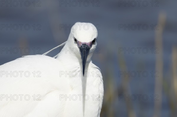 Little egret (Egretta garzetta) adult bird head portrait, England, United Kingdom