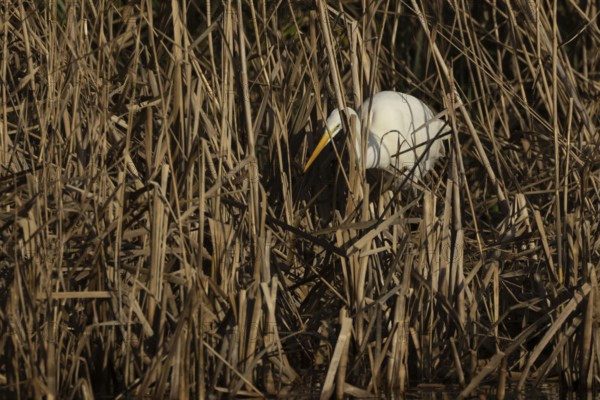 Great white egret (Ardea alba) adult bird in hunting on the edge of a reedbed by a lake, England, United Kingdom