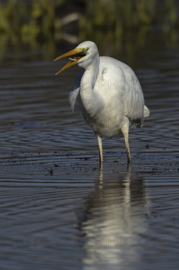 Great white egret (Ardea alba) adult bird in shallow water of a lake feeding on a Stickleback fish, England, United Kingdom