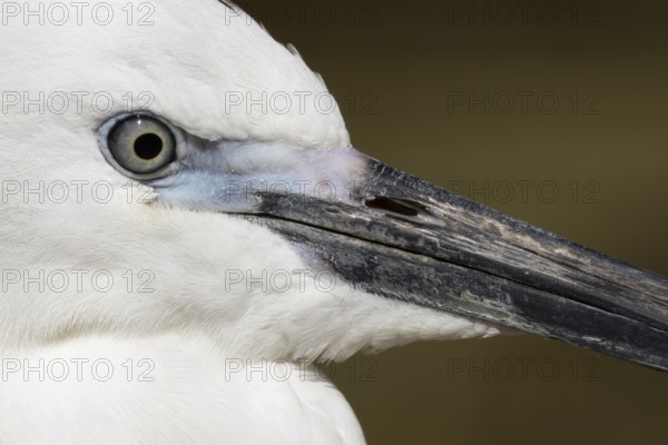 Little egret (Egretta garzetta) adult bird close up of its head, England, United Kingdom