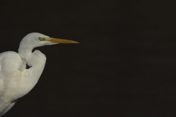 Great white egret (Ardea alba) adult bird portrait, England, United Kingdom