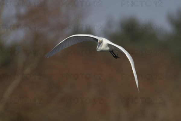 Great white egret (Ardea alba) adult bird flying, England, United Kingdom