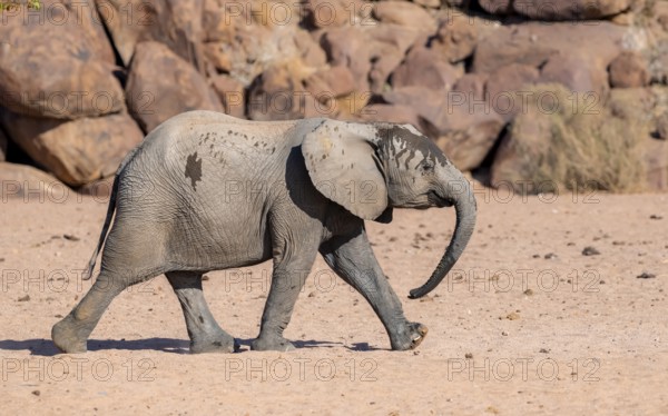 Juvenile African elephant (Loxodonta africana), desert elephant, near the Hoanib River, Damaraland, Kunene region, Namibia