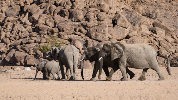 Herd of elephants with young, African elephant (Loxodonta africana), desert elephant, near the Hoanib river, Damaraland, Kunene region, Namibia