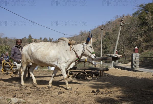 Humpback cattle at a traditional water mill, Ranakpur, Rajasthan, India