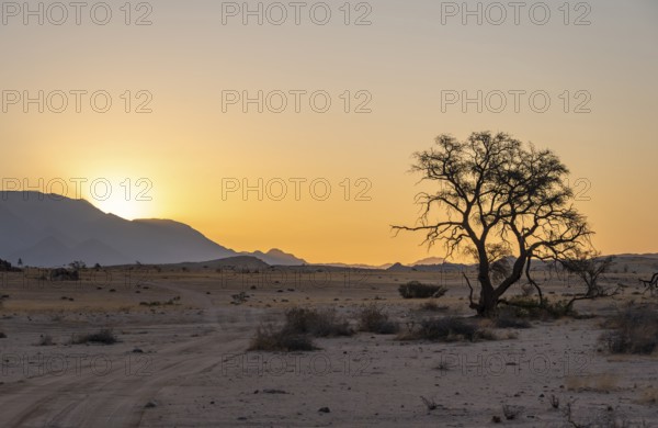 Desert landscape in the evening light at sunset, Brandberg, Erongo, Damaraland, Namibia