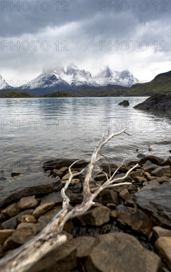 Cloudy mountain range Cuernos del Paine, dead branch on the shore of the blue lake Lago Pehoe in the evening light, dramatic sky, Torres del Paine National Park, Chile