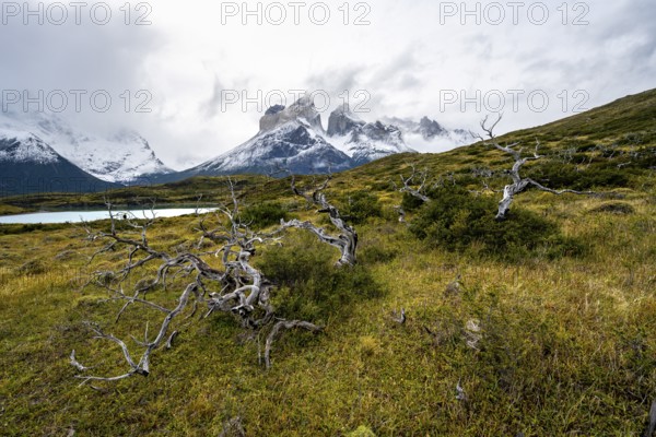 Enchanted dead trees, Cuernos del Paine mountain range in autumn, Torres del Paine National Park, Magallanes region, Chile
