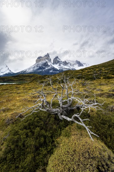 Enchanted dead trees, Cuernos del Paine mountain range in autumn, Torres del Paine National Park, Magallanes region, Chile