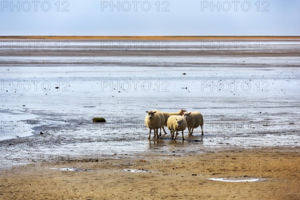 Free-range Icelandic sheep (Ovis), sheep on Rauðisandur beach, Raudisandur, near Patreksfjördur, Vestfirðir, Westfjords, Iceland
