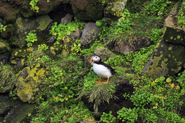 Lone puffin (Fratercula arctica) on a bird cliff, Latrabjarg headland, Westfjords, Iceland