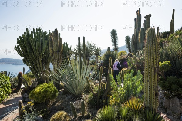 Cacti, Jardin Exotique, Èze, Cote d'Azur, Alpes-Maritimes, Provence-Alpes-Cote-d'Azur, South of France, France