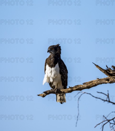 Black-breasted Snake Eagle (Circaetus pectoralis), perched on a branch against a blue sky, Erongo, Damaraland, Namibia