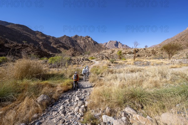 Tourists on a hiking trail in the Tsisab Gorge, White Lady Trail, desert landscape, Brandberg, Erongo, Damaraland, Namibia