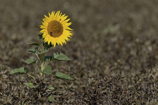 Single sunflower (Helianthus annuus) in bloom in a field of ripe field beans (Vicia faba), North Rhine-Westphalia, Germany