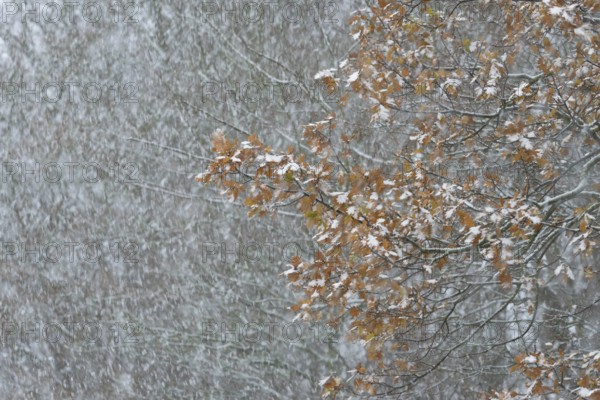 Oak (Quercus) with autumn leaves in dense snowfall, snow drift, North Sea, Norddeich, Lower Saxony, Germany