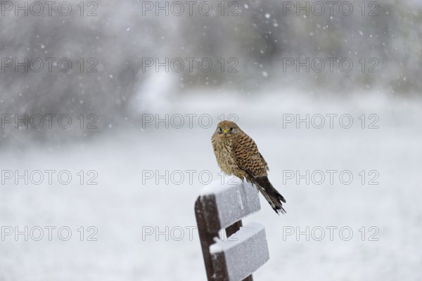Kestrel (Falco tinnunculus), female using a park bench as a lookout during heavy snowfall, North Sea, Norddeich, Lower Saxony, Germany