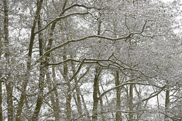 Deciduous trees, alders (Alnus) covered with snow, North Sea, Norddeich, Lower Saxony, Germany